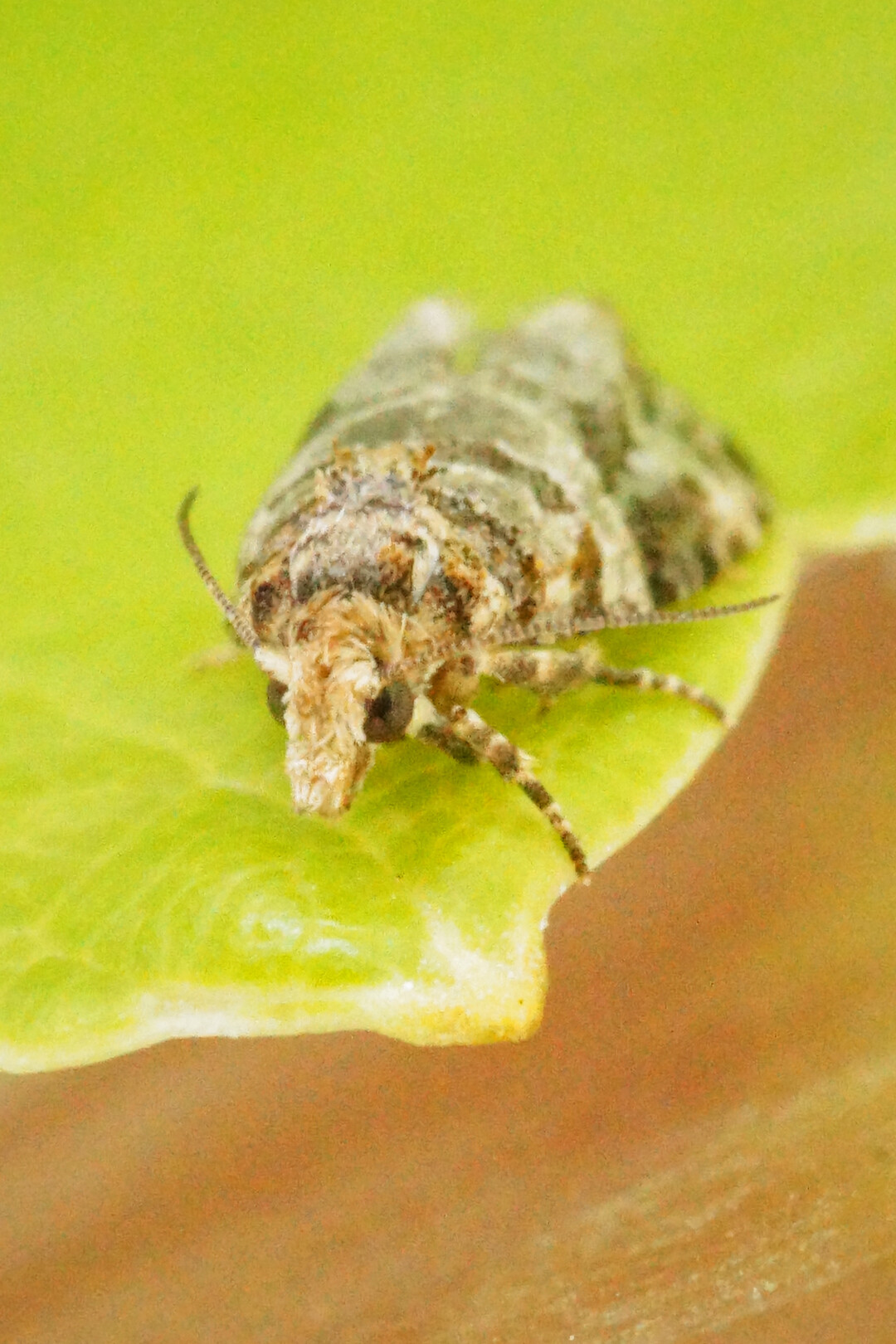 Weibchen des Bekreuzten Traubenwicklers (Lobesia botrana) auf Weinblatt.
