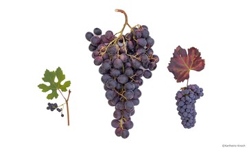 Weinreben (v. li. Trauben der Wildrebe, Tafeltrauben und Weintrauben) begleiten die Zivilisation seit Tausenden Jahren. Ein Genomprojekt klrte Ursprung und Weg des Weins auf.