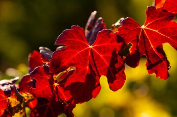 Herbstliche Bltter der Wildrebe, die in der Lage ist, auf salzigen Bden zu gedeihen. Forschende des KIT haben untersucht, wie das funktioniert.