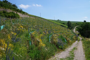 Querterrassierung bietet fr Weinanbau in Steillagen (hier der Weinberg am Hllenberg in Assmannshausen) bestmgliche Nutzung. Mit begrnten Bschungen werden Wasser, Boden und Pflanzen gesichert  ein natrlicher Schutz gegen Trockenheit und Starkregen.
