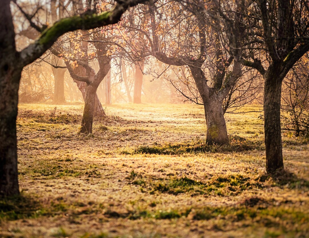 Der Erhalt von Streuobstwiesen stellt einen wichtigen Teil der Manahmen dar, die Landwirte fr den Umweltschutz umsetzen knnen.