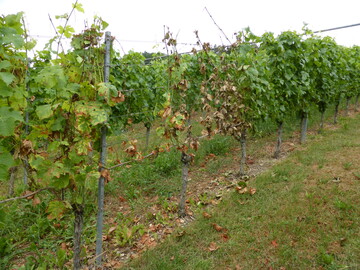 Esca-Symptome im Weinberg: Sowohl die chronische Form mit den Tigerstreifen als auch die akute Form (Apoplexie) ist in vielen Anlagen zu finden.