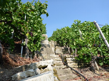 Felsengrten