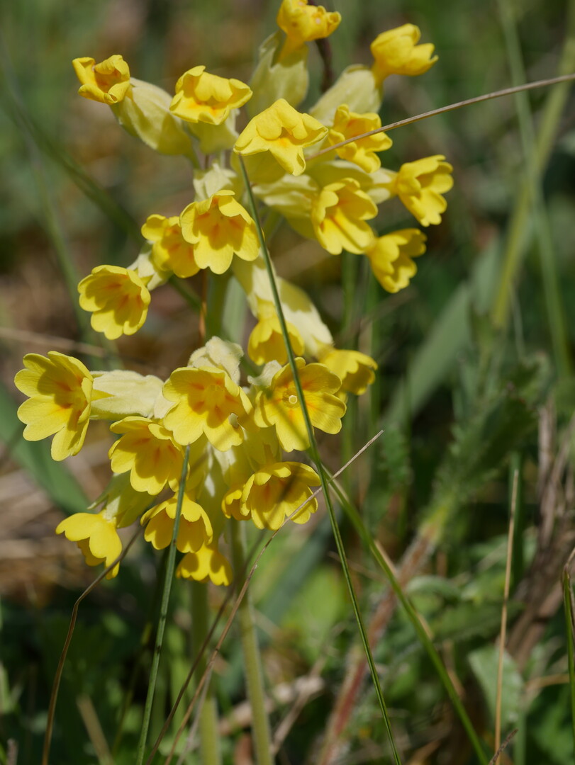 Die Blüten der Schlüsselblume standen in den vergangenen beiden Jahren im Fokus der Wissenschaft. Jeder konnte sich beteiligen, den entsprechenden Blütentyp (hier im Bild der L-Typ, L steht für „long“; das S beim S-Typ für „short“) festzustellen und einer Internetplattform www.cowslip.science zu melden. Die Ergebnisse der Studie werden auch dort veröffentlicht.