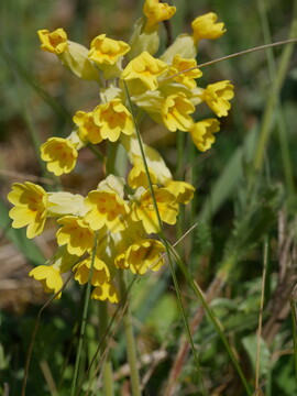 Die Blten der Schlsselblume standen in den vergangenen beiden Jahren im Fokus der Wissenschaft. Jeder konnte sich beteiligen, den entsprechenden Bltentyp (hier im Bild der L-Typ, L steht fr long; das S beim S-Typ fr short) festzustellen und einer Internetplattform www.cowslip.science zu melden. Die Ergebnisse der Studie werden auch dort verffentlicht.