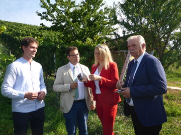 Ja, passt! Winzer Christoph Klopfer, Minister Peter Hauk, Weinknigin Julia Bcklen und Weinbauprsident Hermann Hohl (von links) sind zufrieden mit der Qualitt der Sptburgunder-Trauben.