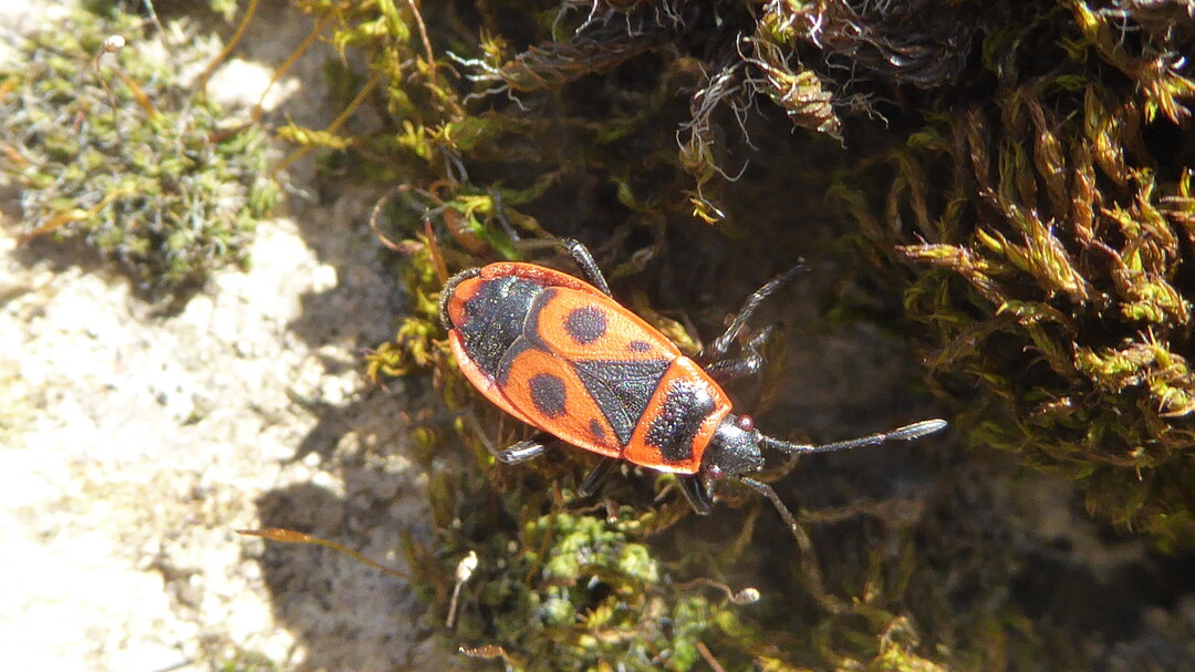 Auf Weinbergsmauern häufig zu beobachten: Die charakteristisch schwarz-rot gemusterte Gemeine Feuerwanze (Pyrrhocoris apterus).
