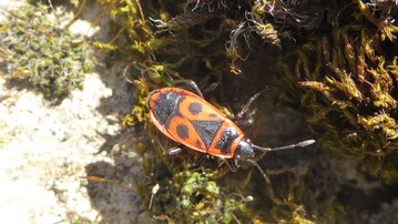 Auf Weinbergsmauern hufig zu beobachten: Diecharakteristisch schwarz-rot gemusterte Gemeine Feuerwanze (Pyrrhocoris apterus).