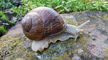 An strukturreichen Mauern im Weinberg fhlt sich die Weinbergschnecke besonders wohl.