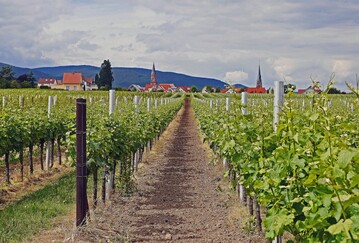 5,9 Millionen Hektoliter Wein und Most erzeugten die Weinbetriebe in Rheinland-Pfalz im Jahr 2021.