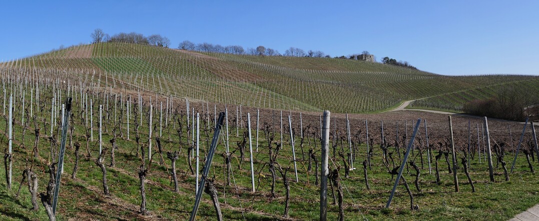 Der Frühling naht und damit auch die praktischen Arbeiten der Weinsaison 2022.