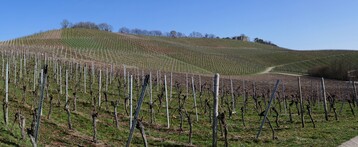 Der Frhling naht und damit auch die praktischen Arbeiten der Weinsaison 2022.