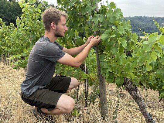 Paul Neuke hat seine Winzerprfungen als Jahrgangsbester in Sachsen abgeschlossen.