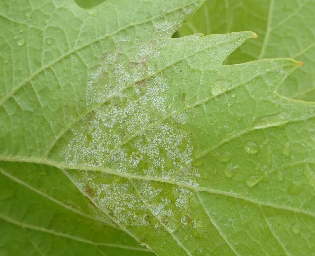 Sporulierender Ölfleck 2023 bei Peronospora an der Blattunterseite.