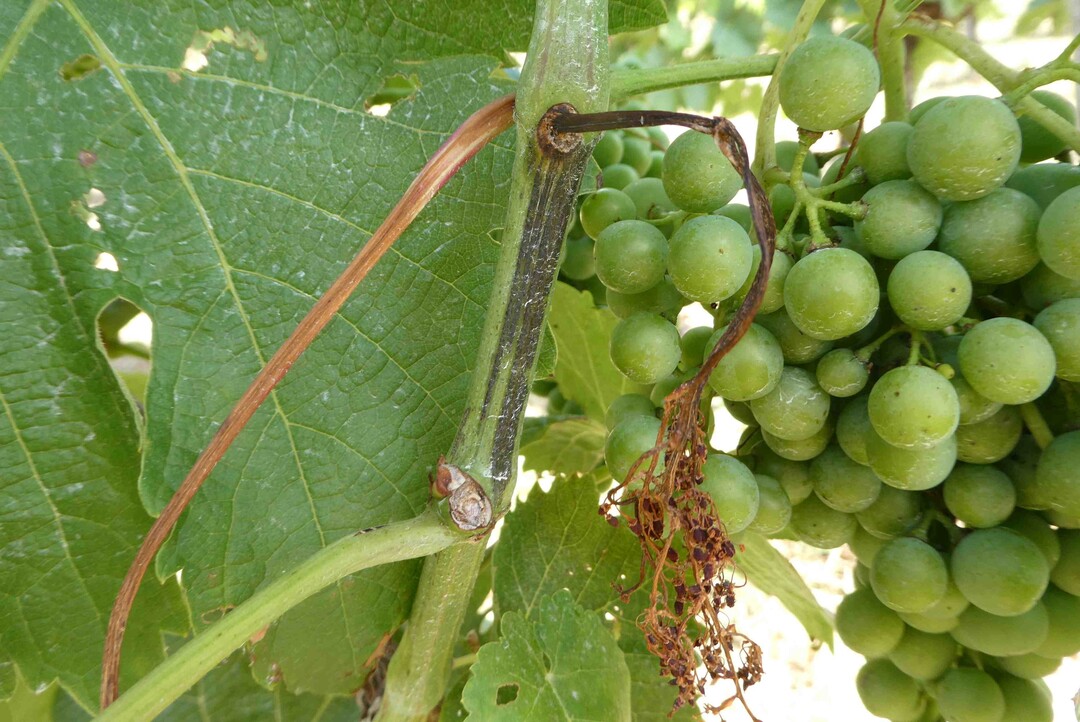 Peronospora: Gescheinsbefall mit anschlieendem Triebbefall.
