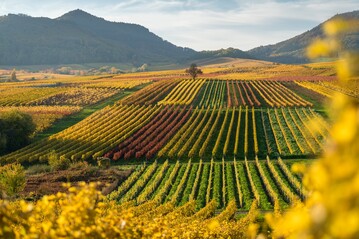 Die Pfalz hat viel zu bieten: Exzellente Weine, besondere Landschaften und vieles mehr laden zu einem Besuch ein.