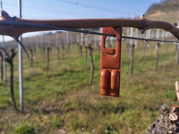 Pheromone dienen dem Schutz der Reben vor dem Traubenwickler.