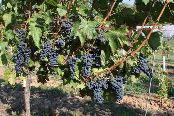 Blaue Zimmettraube