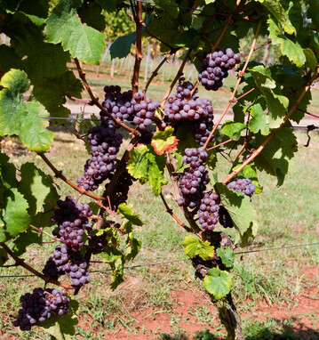 Roter Riesling