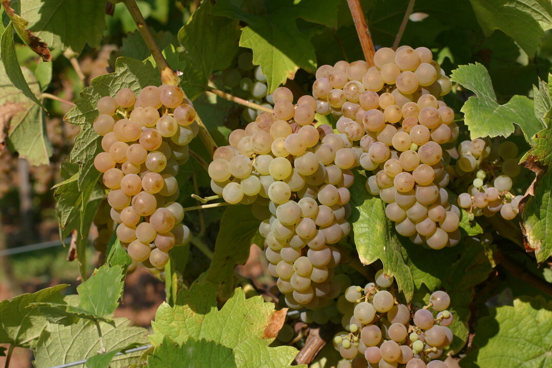 Calardis blanc ist eine Rebsorte der nchsten Generation: Mit ihrer Mehrfachresistenz gegen den Falschen Mehltaupilz und Resistenzen gegen Schwarzfule, Grauschimmel und Echten Mehltau ist sie gewappnet fr knftige Herausforderungen im Weinberg. 