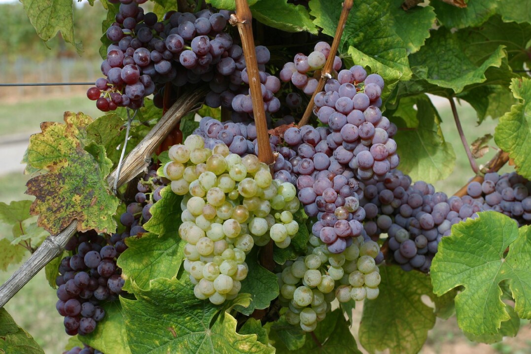 Lockte die Fachwelt zunchst auf die falsche Fhrte: Die spontane Rckmutation des Roten Riesling zu teilweise weien Trauben.