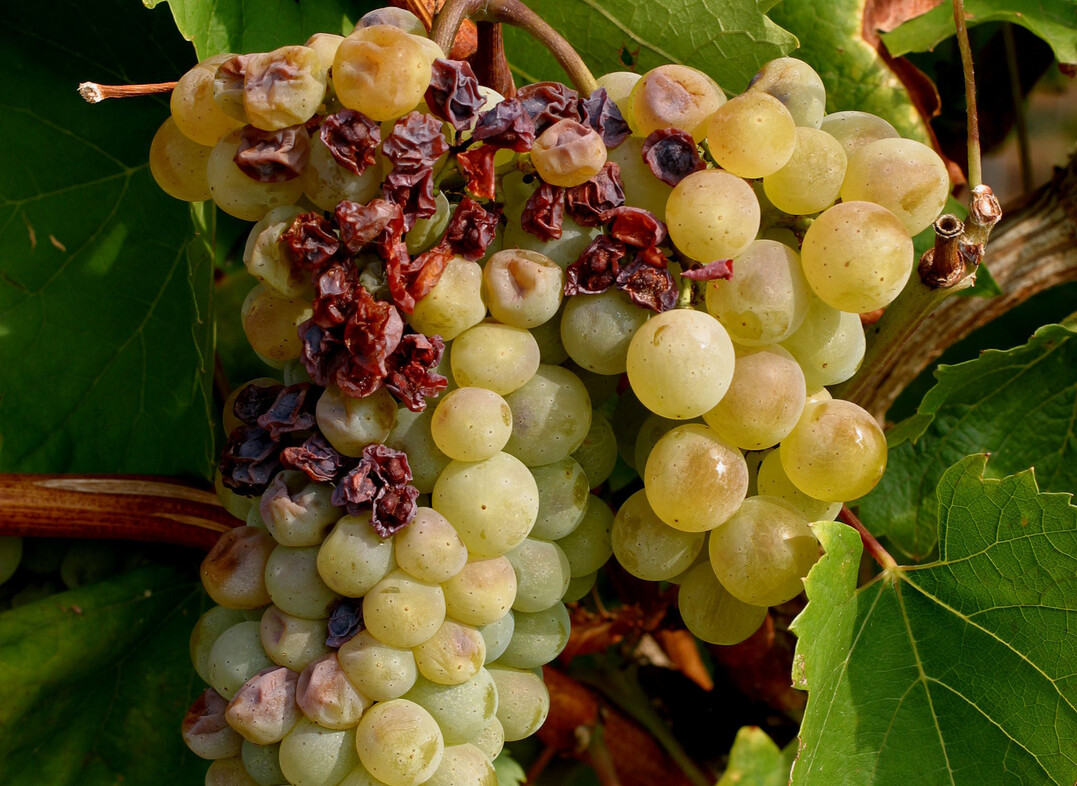 Zukünftig wird der Klimawandel für zunehmende Sonnenbrandschäden an Weinreben sorgen.