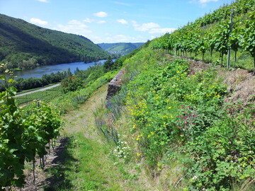 Neuartige Querterrassierung mit begrnten Bschungen an einem im Projekt untersuchten Weinberg am Standort Pommern.