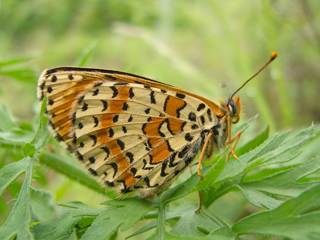 Rote Scheckenfalter (Melitaea didyma) ist stark gefrdet. Im Klotten-Treiser-Moseltal kommt er auergewhnlich hufig vor.