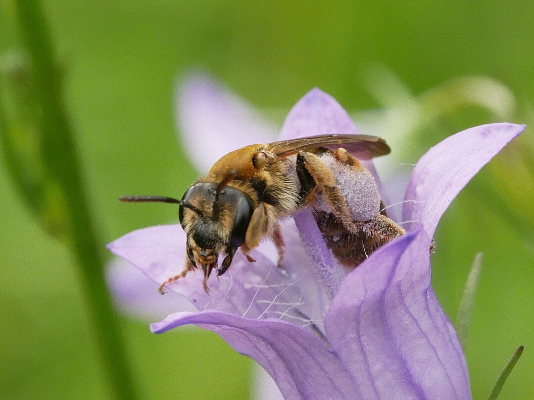 Die Braunschuppige Sandbiene (Andrena curvungula) fhlt sich auf den Brachflchen der Mosel-Steillagen wohl.