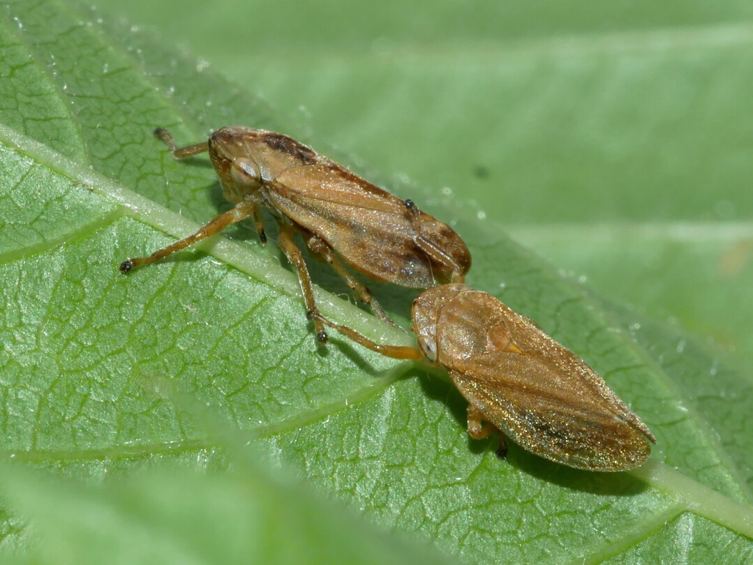 Die Wiesenschaumzikade Philaenus spumarius bertrgt das auch fr den Weinbau potenziell gefhrliche Feuerbakterium Xylella fastidiosa.