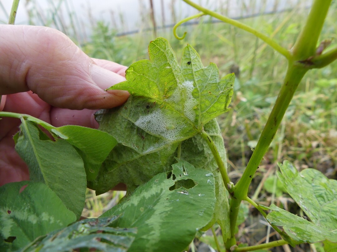 Die Larven der Wiesenschaumzikade entwickeln sich in Schaumnestern, die Feuchtigkeit und Temperatur regeln und vor Fressfeinden schtzen.
