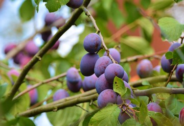 Bume wie die Zwetschge nehmen in Weinbergen wichtige kologische Funktionen ein und tragen damit zur Biodiversitt bei.