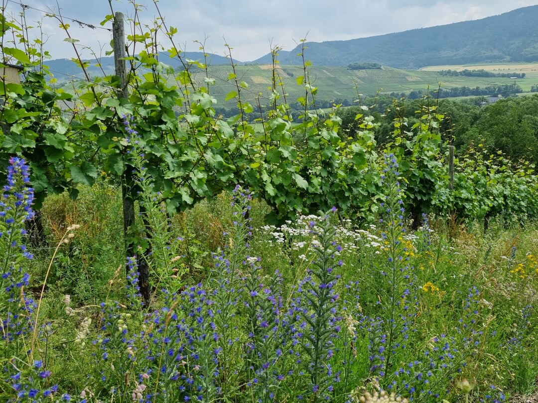 Die Biodiversität im Land soll mit dem Biodiversitäts-Demobetriebe Netzwerk Baden-Württemberg stärker gefördert werden.