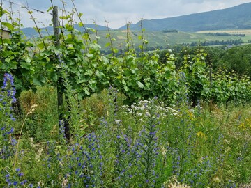 Die Biodiversitt im Land soll mit dem Biodiversitts-Demobetriebe Netzwerk Baden-Wrttemberg strker gefrdert werden. 