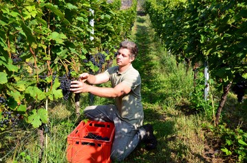 Winzer Hendrik Weber von der Sektmanufaktur Perlgut hat am 4. September 2021 auf seiner Steillage Meiner Kapitelberg erste Trauben der Rebsorte Cabernet Dorsa geerntet. 