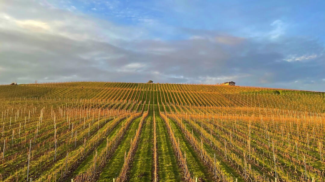 Die mineralische Düngung im Weinbau sollte zwischen dem Austrieb und dem 3-5-Blatt-Stadium erfolgen.