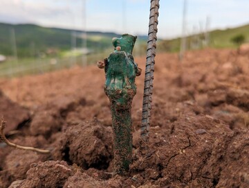 Rund 302 Hektar neue Rebflchen wurden von der Bundesanstalt fr Landwirtschaft und Ernhrung in diesem Jahr deutschlandweit genehmigt.