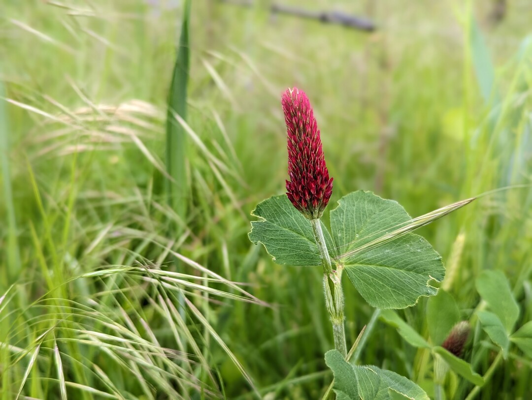 Verschiedene Kleesorten können im Weinberg ein Angebot für zahlreiche Insekten darstellen.
