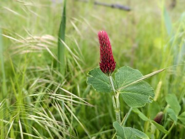 Verschiedene Kleesorten knnen im Weinberg ein Angebot fr zahlreiche Insekten darstellen.