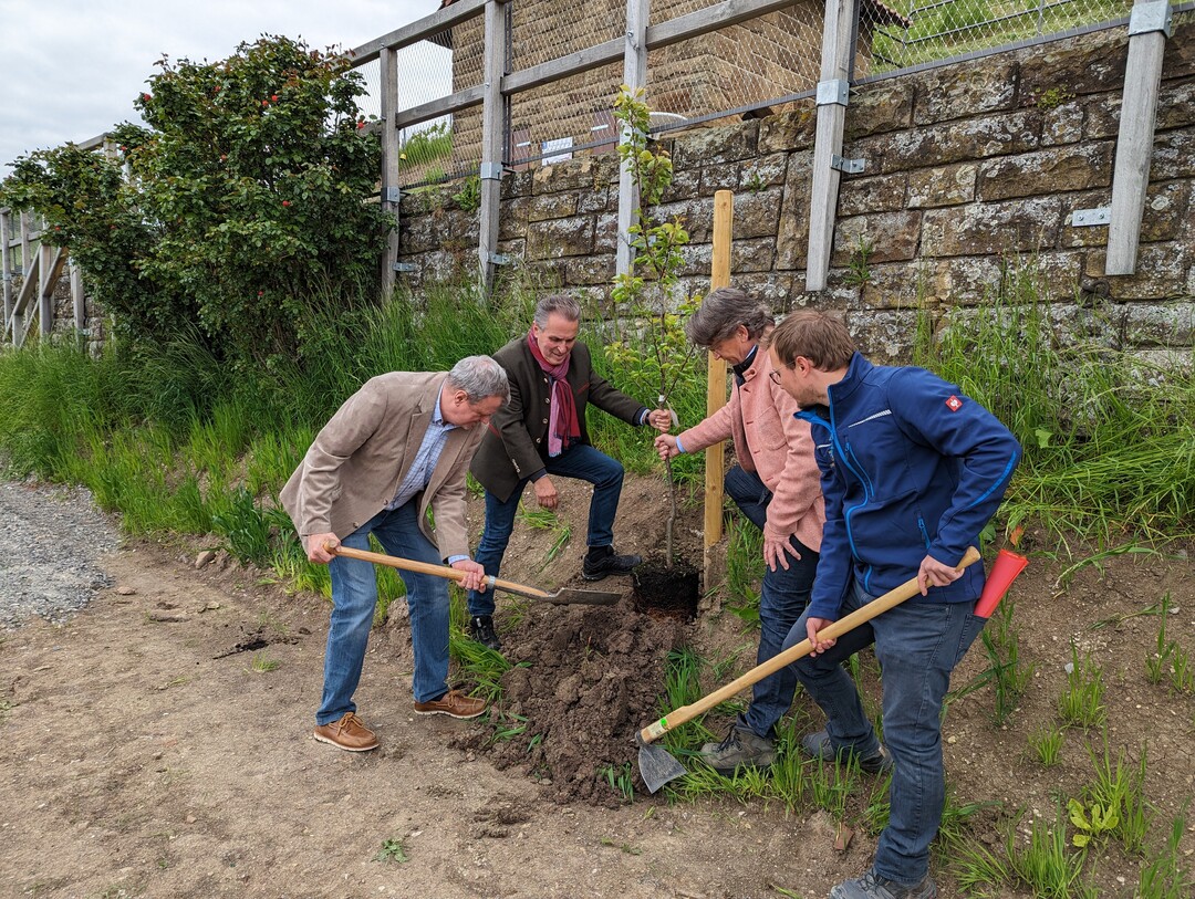 Beim Pflanzen einer der 25 Bäume (v.l.): Stefan Thoma (Bürgermeister Stadt Weinsberg), Claus-Peter Hutter (Präsidenten der StiftungNatureLife-International), Dr. Dieter Blankenhorn (Direktor der LVWO Weinsberg) und Johannes Wolf (Referatsleiter Weinbau und Rebschutz).