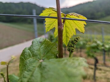 Die wrmeren Temperaturen haben die Entwicklung der reben vorangetrieben.