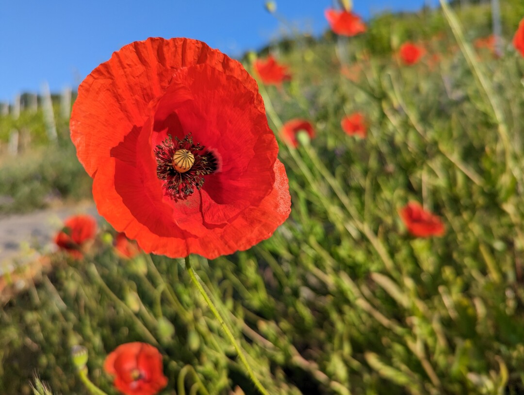 Zu den koregelungen, mit welchen Hfe fr Umweltleistungen honoriert werden, zhlen beispielsweise Blhstreifen auf Ackerland oder in Dauerkulturen.
