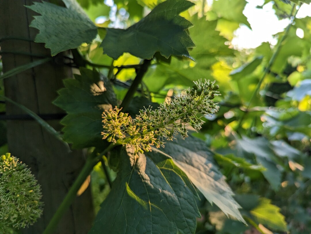 Bei den aktuellen Witterungsbedingungen verläuft die Blüte zügig.