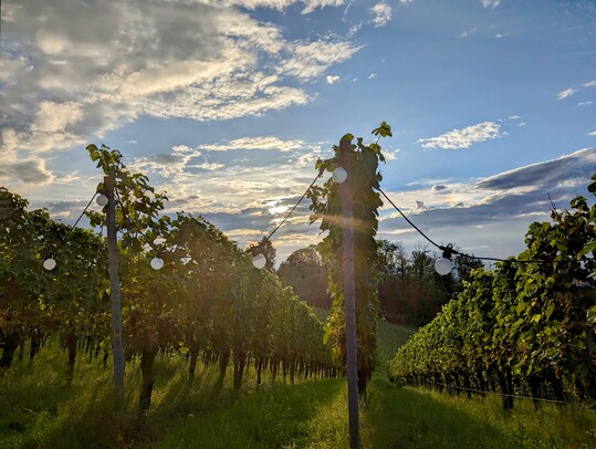 Der Weintrourismus hat viele Gesichter: Neben klassischen Weinproben in den Weinbergen gibt es auch digitale Angebote wie zum Beispiel Online-Weinproben.