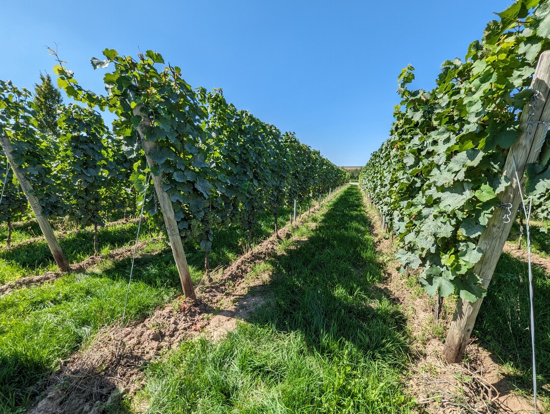 Die Unterstockbearbeitung kann auch frei von Herbiziden erfolgen.
