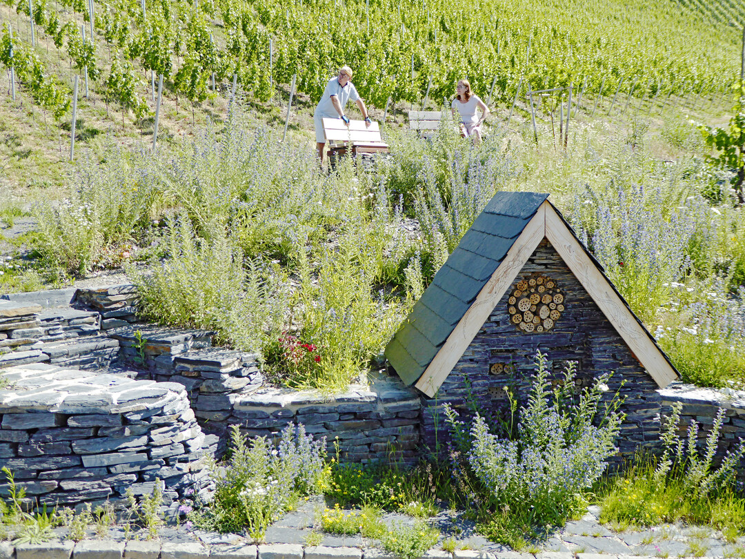 Eine zum Biotop umgestaltete Wegespitze am Wehlener InsektenArt-Weg zeigt die schöne Seite des Artenschutzes – ein Kleinod für Mauereidechsen, Insekten und Wanderer.