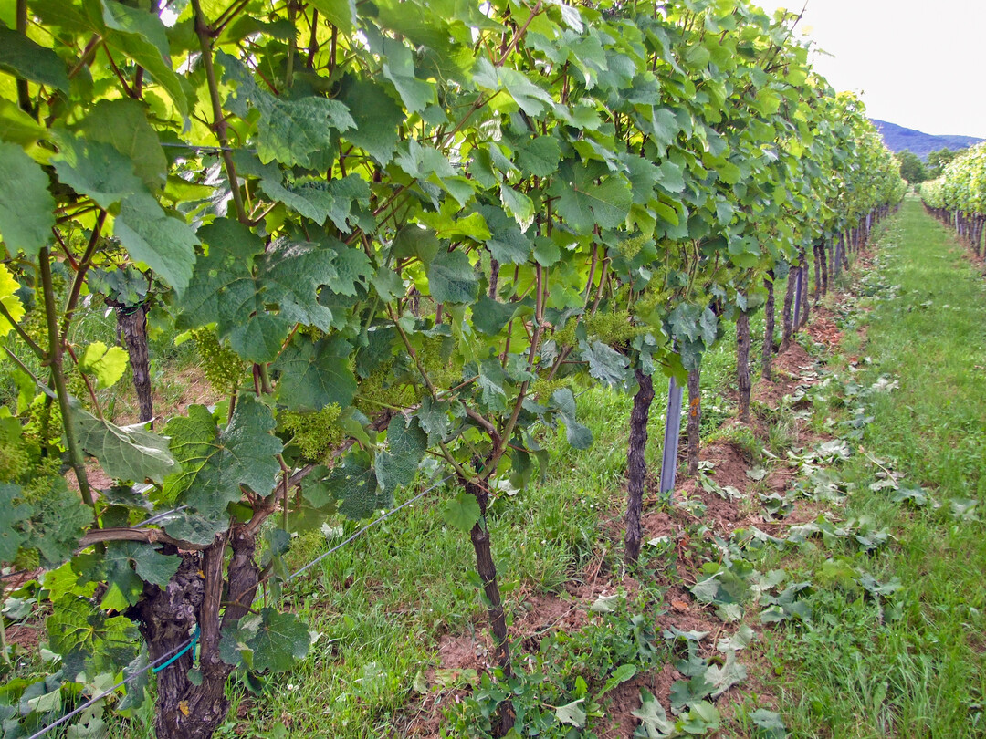 Einseitig entblätterter Riesling zur Blüte.