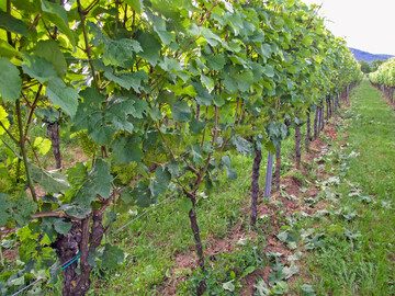 Einseitig entbltterter Riesling zur Blte.