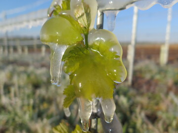 Frostberegnung bentig Unmengen an Wasser, liefert aber einen sehr guten Schutz vor Frostschden.