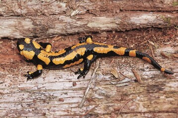 Feuersalamander